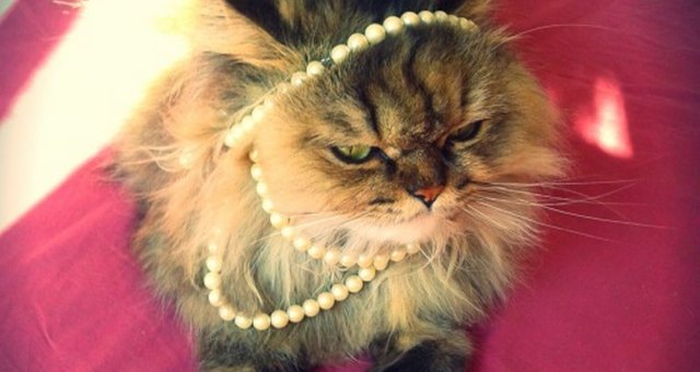 Calypso’s Diary